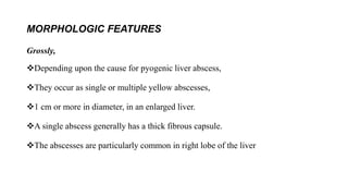 MORPHOLOGIC FEATURES
Grossly,
Depending upon the cause for pyogenic liver abscess,
They occur as single or multiple yellow abscesses,
1 cm or more in diameter, in an enlarged liver.
A single abscess generally has a thick fibrous capsule.
The abscesses are particularly common in right lobe of the liver
 