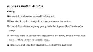 MORPHOLOGIC FEATURES
Grossly,
Amoebic liver abscesses are usually solitary and
More often located in the right lobe in the posterosuperior portion.
Amoebic liver abscess may vary greatly in size but is generally of the size of an
orange.
The centre of the abscess contains large necrotic area having reddish-brown, thick
pus resembling anchovy or chocolate sauce.
The abscess wall consists of irregular shreds of necrotic liver tissue
 
