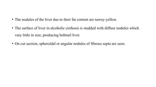 • The nodules of the liver due to their fat content are tawny-yellow.
• The surface of liver in alcoholic cirrhosis is studded with diffuse nodules which
vary little in size, producing hobnail liver.
• On cut section, spheroidal or angular nodules of fibrous septa are seen.
 