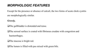 MORPHOLOGIC FEATURES
Except for the presence or absence of calculi, the two forms of acute chole cystitis
are morphologically similar.
Grossly,
The gallbladder is distended and tense.
The serosal surface is coated with fibrinous exudate with congestion and
haemorrhages.
The mucosa is bright red.
The lumen is filled with pus mixed with green bile.
 