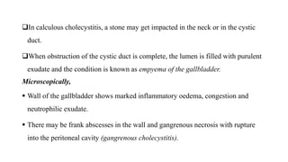 In calculous cholecystitis, a stone may get impacted in the neck or in the cystic
duct.
When obstruction of the cystic duct is complete, the lumen is filled with purulent
exudate and the condition is known as empyema of the gallbladder.
Microscopically,
 Wall of the gallbladder shows marked inflammatory oedema, congestion and
neutrophilic exudate.
 There may be frank abscesses in the wall and gangrenous necrosis with rupture
into the peritoneal cavity (gangrenous cholecystitis).
 