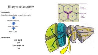 Biliary tree anatomy
Intrahepatic
Ductular and canalicular network of the acini
Interlobular ducts
Septal bile ducts
RHD & LHD
Extrahepatic
RHD & LHD
CHD
Cystic duct & GB
CBD
 