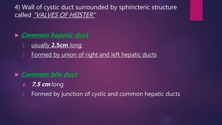 4) Wall of cystic duct surrounded by sphincteric structure
called “VALVES OF HEISTER”
 Common hepatic duct
1. usually 2.5cm long
2. Formed by union of right and left hepatic ducts
 Common bile duct
1. 7.5 cm long
2. Formed by junction of cystic and common hepatic ducts
 