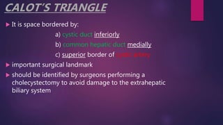 CALOT’S TRIANGLE
 It is space bordered by:
a) cystic duct inferiorly
b) common hepatic duct medially
c) superior border of cystic artery
 important surgical landmark
 should be identified by surgeons performing a
cholecystectomy to avoid damage to the extrahepatic
biliary system
 