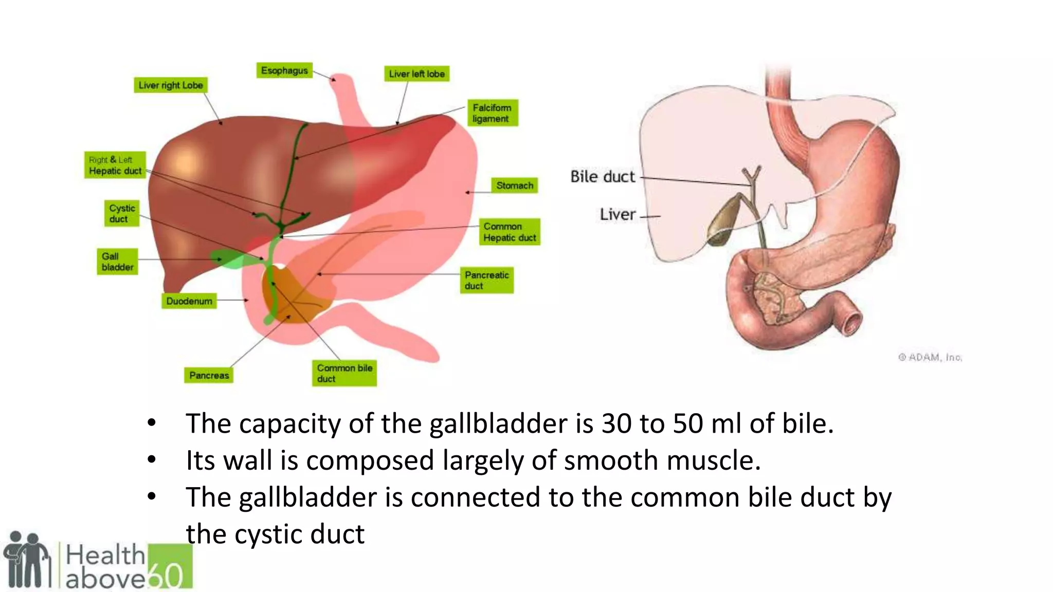 Anatomy of Cholelithiasis | PPTX