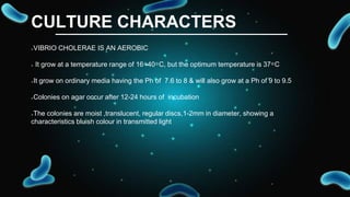 Vibrio cholera disease presentation slide | PPTX