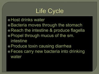  Host  drinks water
 Bacteria moves through the stomach
 Reach the intestine & produce flagella
 Propel through mucus of the sm.
  intestine
 Produce toxin causing diarrhea
 Feces carry new bacteria into drinking
  water
 