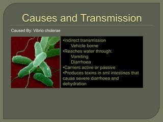 Caused By: Vibrio cholerae

                             •Indirect transmission
                                 Vehicle borne
                             •Reaches water through:
                                 Vomiting
                                 Diarrhoea
                             •Carriers active or passive
                             •Produces toxins in sml intestines that
                             cause severe diarrhoea and
                             dehydration
 