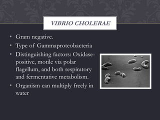 VIBRIO CHOLERAE

• Gram negative.
• Type of Gammaproteobacteria
• Distinguishing factors: Oxidase-
  positive, motile via polar
  flagellum, and both respiratory
  and fermentative metabolism.
• Organism can multiply freely in
  water
 