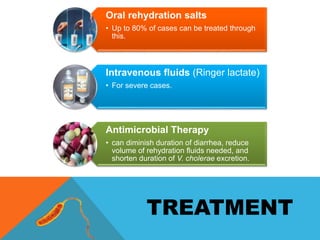 Oral rehydration salts
• Up to 80% of cases can be treated through
this.
Intravenous fluids (Ringer lactate)
• For severe cases.
Antimicrobial Therapy
• can diminish duration of diarrhea, reduce
volume of rehydration fluids needed, and
shorten duration of V. cholerae excretion.
TREATMENT
 