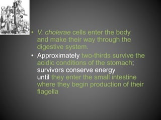 • V. cholerae cells enter the body
and make their way through the
digestive system.
• Approximately two-thirds survive the
acidic conditions of the stomach;
survivors conserve energy
until they enter the small intestine
where they begin production of their
flagella
 