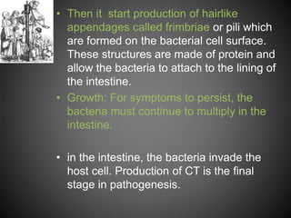 • Then it start production of hairlike
appendages called frimbriae or pili which
are formed on the bacterial cell surface.
These structures are made of protein and
allow the bacteria to attach to the lining of
the intestine.
• Growth: For symptoms to persist, the
bacteria must continue to multiply in the
intestine.
• in the intestine, the bacteria invade the
host cell. Production of CT is the final
stage in pathogenesis.
 