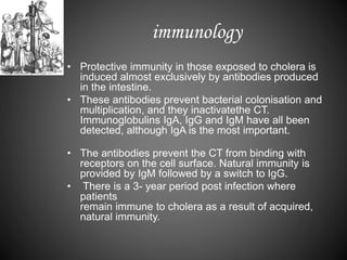 immunology
• Protective immunity in those exposed to cholera is
induced almost exclusively by antibodies produced
in the intestine.
• These antibodies prevent bacterial colonisation and
multiplication, and they inactivatethe CT.
Immunoglobulins IgA, IgG and IgM have all been
detected, although IgA is the most important.
• The antibodies prevent the CT from binding with
receptors on the cell surface. Natural immunity is
provided by IgM followed by a switch to IgG.
• There is a 3- year period post infection where
patients
remain immune to cholera as a result of acquired,
natural immunity.
 