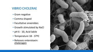 VIBRIO CHOLERAE
▪ Gram negative
▪ Comma shaped
▪ Facultative anaerobes
▪ Growth stimulated by NaCl
▪ pH 6 - 10, Acid labile
▪ Temperature 18 - 37ºC
▪ Releases enterotoxin:
choleragen
 