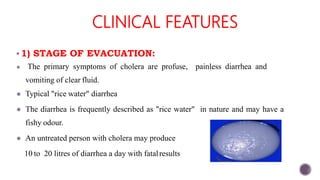 CLINICAL FEATURES
1) STAGE OF EVACUATION:
 The primary symptoms of cholera are profuse, painless diarrhea and
vomiting of clear fluid.
 Typical "rice water" diarrhea
 The diarrhea is frequently described as "rice water" in nature and may have a
fishy odour.
 An untreated person with cholera may produce
10 to 20 litres of diarrhea a day with fatalresults
 