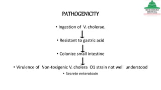 PATHOGENICITY
• Ingestion of V. cholerae.
• Resistant to gastric acid
• Colonize small intestine
• Virulence of Non-toxigenic V. cholera O1 strain not well understood
• Secrete enterotoxin
 