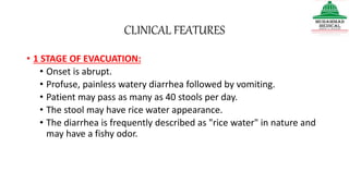 CLINICAL FEATURES
• 1 STAGE OF EVACUATION:
• Onset is abrupt.
• Profuse, painless watery diarrhea followed by vomiting.
• Patient may pass as many as 40 stools per day.
• The stool may have rice water appearance.
• The diarrhea is frequently described as "rice water" in nature and
may have a fishy odor.
 