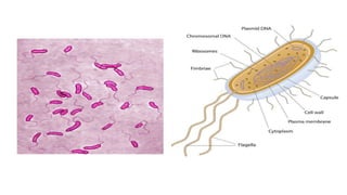CHOLERA disease psm ppt cholera disease.pptx