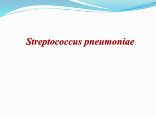 Streptococcus pneumoniae
 