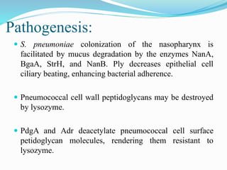 Pathogenesis:
 S. pneumoniae colonization of the nasopharynx is
facilitated by mucus degradation by the enzymes NanA,
BgaA, StrH, and NanB. Ply decreases epithelial cell
ciliary beating, enhancing bacterial adherence.
 Pneumococcal cell wall peptidoglycans may be destroyed
by lysozyme.
 PdgA and Adr deacetylate pneumococcal cell surface
petidoglycan molecules, rendering them resistant to
lysozyme.
 