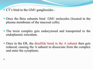 CT’s bind to the GM1 gangliosides .
 Once the Beta subunits bind GM1 molecules (located in the
plasma membrane of the mucosal cells).
 The toxin complex gets endocytosed and transported to the
endoplasmic reticulum.
 Once in the ER, the disulfide bond in the A subunit then gets
reduced, causing the A subunit to dissociate from the complex
and enter the cytoplasm.

 