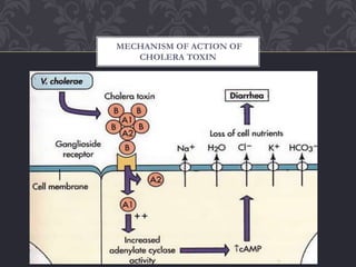 MECHANISM OF ACTION OF
CHOLERA TOXIN
 