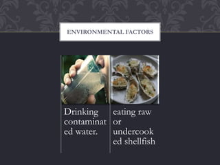 ENVIRONMENTAL FACTORS
Drinking
contaminat
ed water.
eating raw
or
undercook
ed shellfish
 