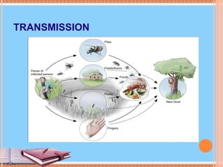 Cholera Transmission Cycle
