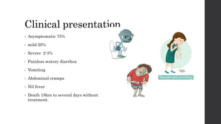 Clinical presentation
• Asymptomatic 75%
• mild 20%
• Severe 2-5%
• Painless watery diarrhea
• Vomiting
• Abdominal cramps
• Nil fever
• Death 18hrs to several days without
treatment.
 