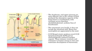 • The duodenum, and upper jejunum are
most affected, due to the volume of fluid
produced the absorptive capacity of the
large bowel is overwhelmed, with
resultant severe diarrhea,
shock(dehydration), acidosis (loss of
bicarbonate).
• The enterotoxin acts locally, it does not
invade the intestinal wall. Hence few
neutrophils are appreciated in the stool.
• 0139 Bengal strain: produces novel 0139
lipopolysaccharide (LPS) and an
immunologically related O-antigen
capsule. These enhance virulence and
resistance to human serum in vitro and
sometimes development of bacteremia.
 