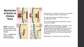 • Enterotoxin : protein molecule composed
of 5 B subunits and 2 A subunits.
• B subunit binds to the Monosialosyl
ganglioside, GM1.
• A1 subunit activates adenylate cyclase,
increase cAMP.
• cAMP: blocks absorption of sodium and
chloride by the microvilli, whilst
promoting the secretion of Cl and water
by the crypt cells. Fluid, bicarbonate,
and potassium are lost with the osmotic
pull of the NaCl as it travels down the
intestine.
• Resulting in isotonic watery diarrhea.
 