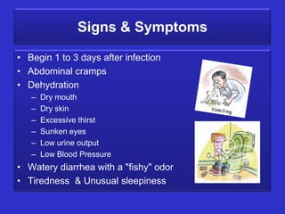 Signs & Symptoms
• Begin 1 to 3 days after infection
• Abdominal cramps
• Dehydration
– Dry mouth
– Dry skin
– Excessive thirst
– Sunken eyes
– Low urine output
– Low Blood Pressure
• Watery diarrhea with a "fishy" odor
• Tiredness & Unusual sleepiness
