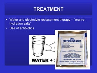 TREATMENT
• Water and electrolyte replacement therapy – “oral re-
hydration salts”
• Use of antibiotics