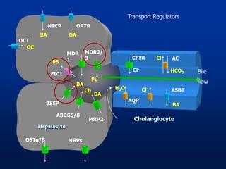 PC
Hepatocyte
OCT
NTCP OATP
OC
BA OA
MDR2/
3
OA
MRP2
BSEP
BA
FIC1
MDR
1PS
Cholangiocyte
Cl-
AQP
BA
ASBT
AECl-
HCO3
-
H2O
CFTR
Cl-
Bile
flowPL
Ch
ABCG5/8
MRPsOSTα/β
Transport Regulators
 
