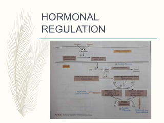 HORMONAL
REGULATION
 