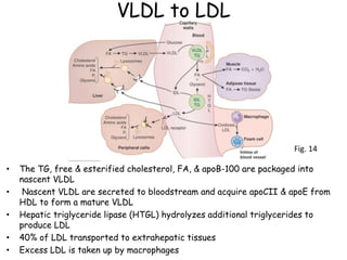 Cholesterol Biosyn 2- best.ppt