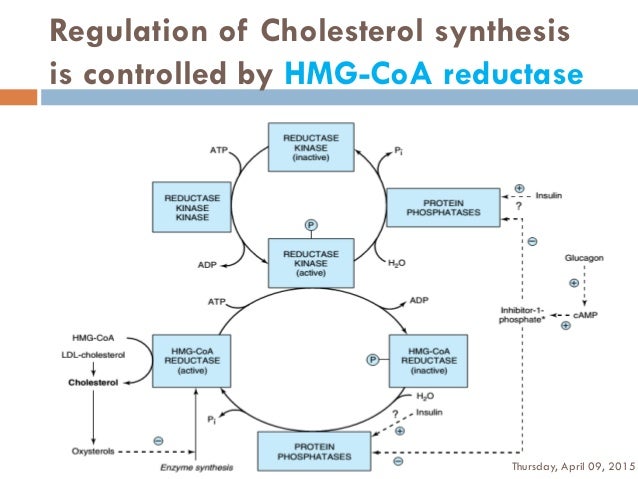 cholesterol synthesis
