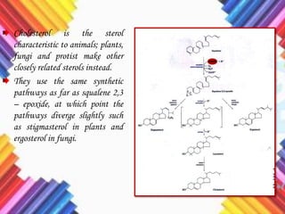 Cholesterol is the sterol
characteristic to animals; plants,
fungi and protist make other
closely related sterols instead.
They use the same synthetic
pathways as far as squalene 2,3
– epoxide, at which point the
pathways diverge slightly such
as stigmasterol in plants and
ergosterol in fungi.
 