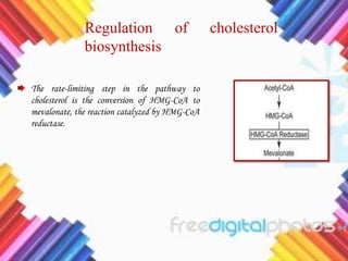 Regulation of cholesterol
biosynthesis
The rate-limiting step in the pathway to
cholesterol is the conversion of HMG-CoA to
mevalonate, the reaction catalyzed by HMG-CoA
reductase.
 