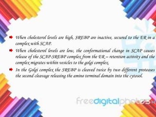 When cholesterol levels are high, SREBP are inactive, secured to the ER in a
complex with SCAP.
When cholesterol levels are low, the conformational change in SCAP causes
release of the SCAP-SREBP complex from the ER – retention activity and the
complex migrates within vesicles to the golgi complex.
In the Golgi complex the SREBP is cleaved twice by two different proteases
the second cleavage releasing the amino terminal domain into the cytosol.
 