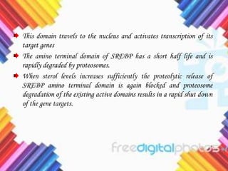 This domain travels to the nucleus and activates transcription of its
target genes
The amino terminal domain of SREBP has a short half life and is
rapidly degraded by proteosomes.
When sterol levels increases sufficiently the proteolytic release of
SREBP amino terminal domain is again blocked and proteosome
degradation of the existing active domains results in a rapid shut down
of the gene targets.
 