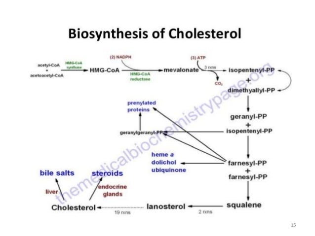 insulin sythesis Start studying synthesis and release of insulin learn vocabulary, terms, and more with flashcards, games, and other study tools. insulin sythesis Start studying synthesis and release of insulin learn vocabulary, terms, and more with flashcards, games, and other study tools.