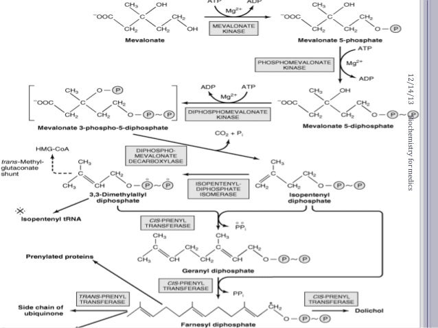 cholesterol synthesis