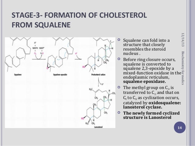 cholesterol synthesis