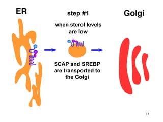 SCAP and SREBP
are transported to
the Golgi
when sterol levels
are low
step #1
15
 