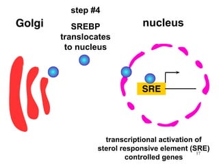 SREBP
translocates
to nucleus
step #4
transcriptional activation of
sterol responsive element (SRE)
controlled genes
nucleus
17
 