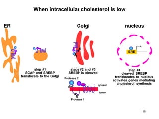 When intracellular cholesterol is low
18
 