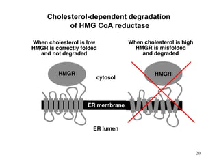 Cholesterol-dependent degradation
of HMG CoA reductase
20
 