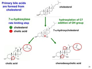 28
cholic acid-
+ cholesterol
rate limiting step
Primary bile acids
are formed from
cholesterol
cholesterol
cholic acid chenodeoxycholic acid
7-a-hydroxylase hydroxylation of C7
addition of OH group
7-a-hydroxycholesterol
 