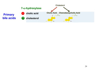 Primary
bile acids
7-a-hydroxylase
cholic acid-
+ cholesterol
29
 